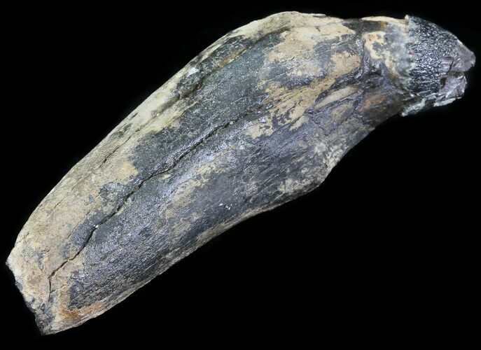 Fossil Sperm Whale Tooth - South Carolina #63560